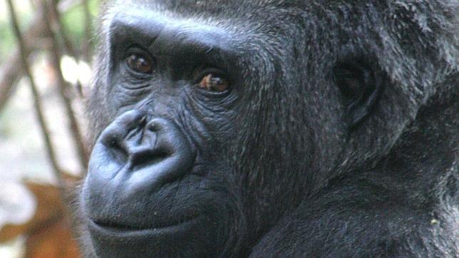 Muere la gorila Virunga, hija de Copito de Nieve