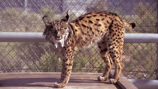 Liberan tres nuevos linces nacidos en el Centro de La Olivilla en Guadalmellato