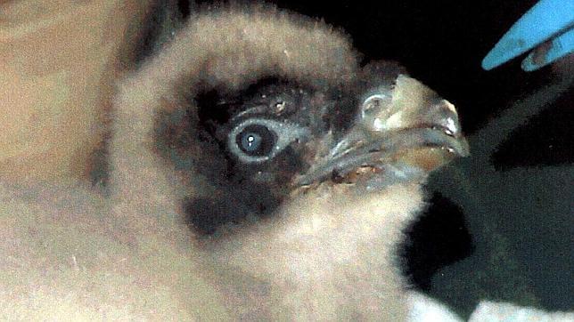 Nace el primer pollo de quebrantahuesos de la temporada