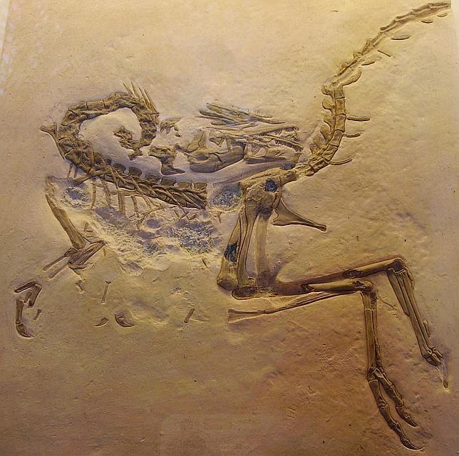 ¿Por qué los dinosaurios morían en posturas tan raras?