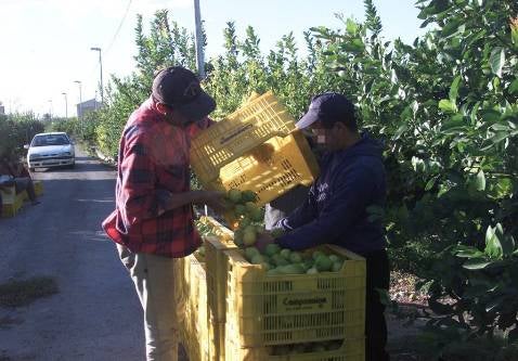 El campo perderá 53,4 millones por el acuerdo con Marruecos