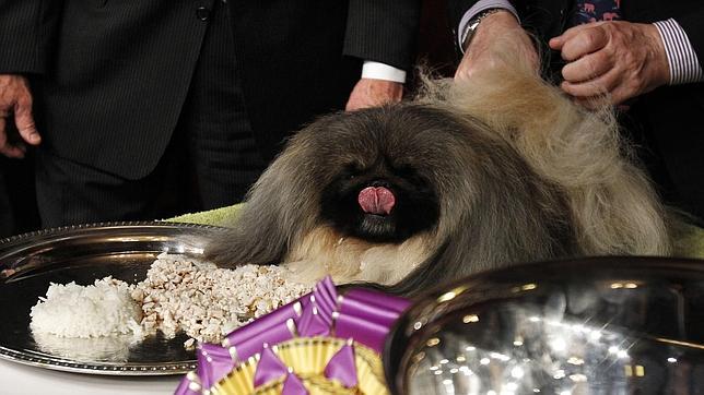 Un pequinés, el mejor ejemplar de Estados Unidos