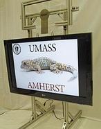 Crean un impresionante material superadhesivo inspirado en las patas de los lagartos