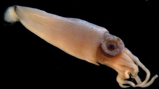 Los calamares «vuelan» para ahorrar energía