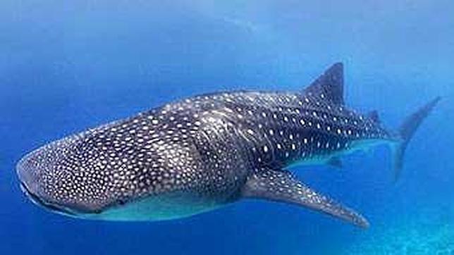 Encuentran un medallón del siglo XIII en un tiburón en Malasia