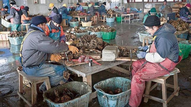 El futuro se cultiva en las ostras de Osawa
