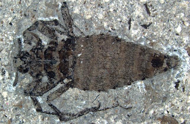 Así eran las pulgas gigantes del Jurásico