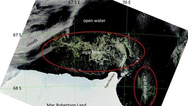 Localizan un enorme campo de algas en aguas antárticas