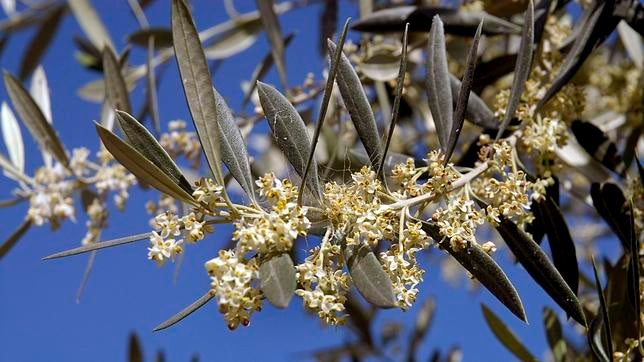 El estrés, el ejercicio o la risa pueden empeorar los síntomas de la alergia