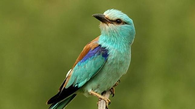 El pájaro que vomita contra sus depredadores