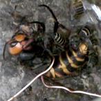 El ataque mortal de la bola de abejas