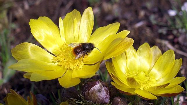 La primavera traerá precipitaciones «normales», pero insuficientes para acabar con la sequía