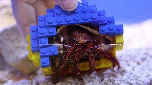 El cangrejo ermitaño Harry se muda a una concha hecha con bloques de Lego