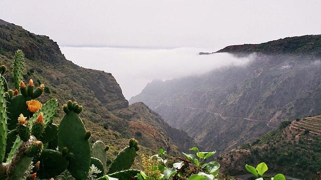 La altitud de Canarias aumenta el número de sus especies exclusivas