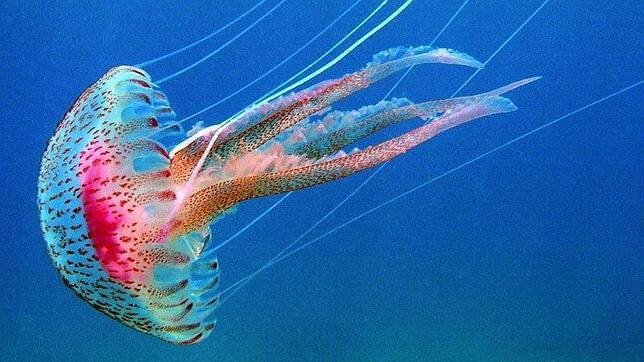 «Brutal» e «inusual» llegada de medusas a las costas de Canarias