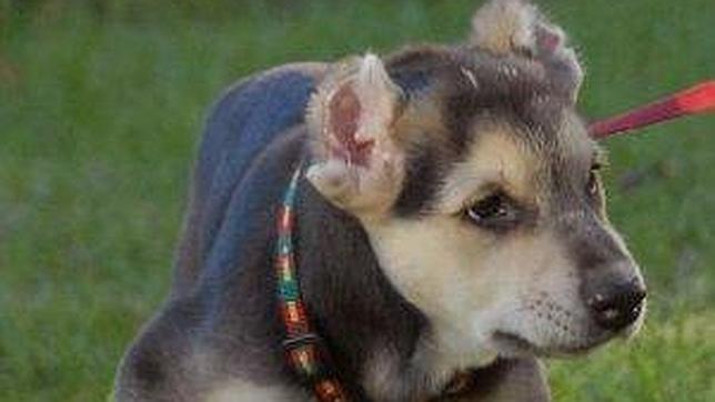 El presunto torturador de perros se sienta en el banquillo