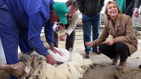 Ovejas «made in Madrid» en peligro