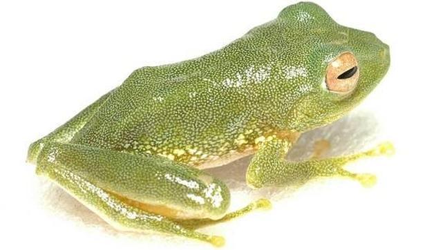 Descubren dos nuevas especies de ranas en los bosques de una isla filipina