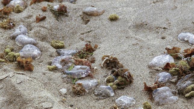 Los científicos temen un repunte de las medusas en el Mar Menor