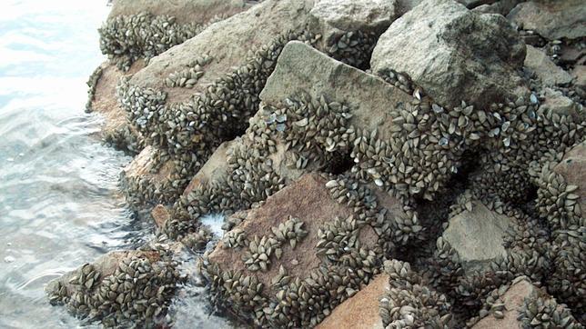 Hay 955 especies invasoras en el Mediterráneo