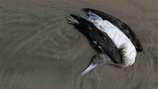 Perú recomienda no acudir a las playas donde ya han aparecido más de 1.500 aves muertas