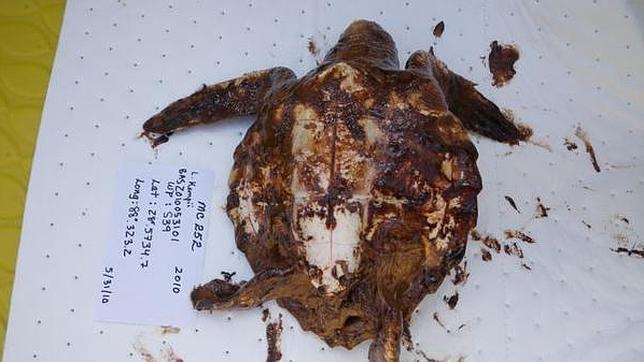Las tortugas afectadas por el desastre de BP acabaron en la basura