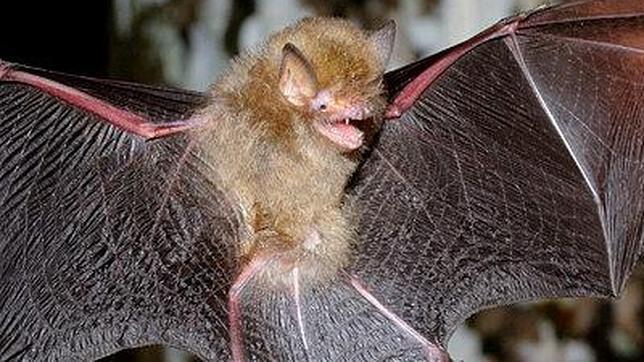 Siete cosas que desconoces de los murciélagos