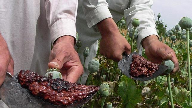 Azafrán para combatir al opio afgano