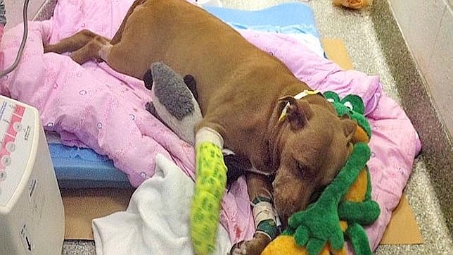 Lilly, la pitbull buena