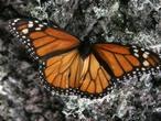 Diez de los 34 «puntos calientes de biodiversidad» que alberga la Tierra