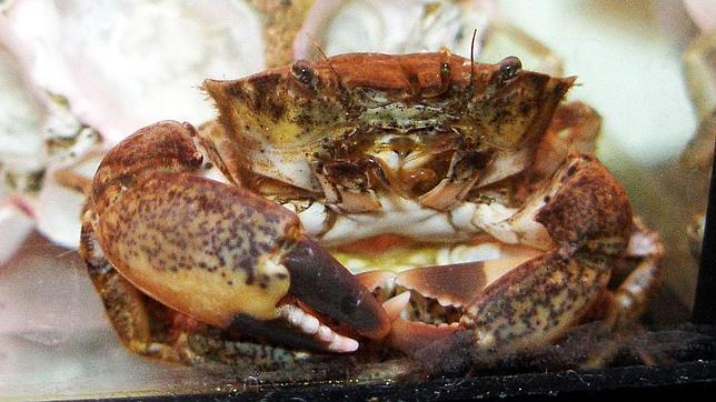 Un cangrejo marino, nueva especie invasora en el Delta del Ebro