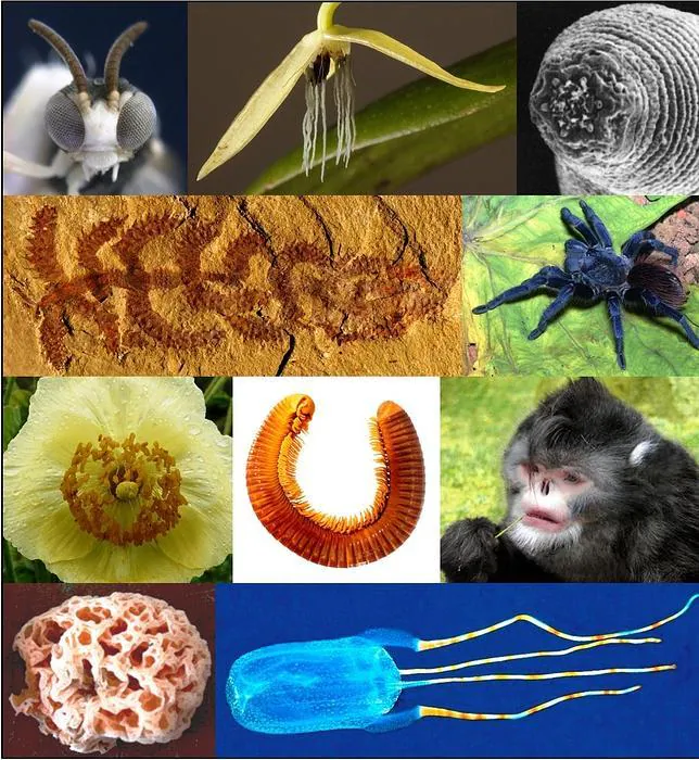 Top 10» de las especies más raras de 2012