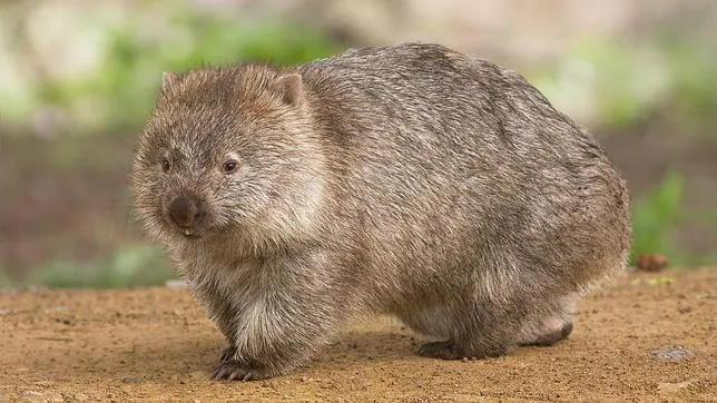 Los extraños wombats de Australia mueren de hambre