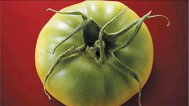 El genoma del tomate abre la puerta a que sepan de verdad