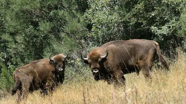 Diecisiete nuevos bisontes dinamizarán el medio rural de Asturias y Palencia