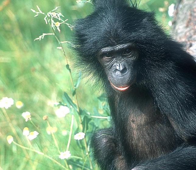 Bonobo, el simio más promiscuo y parecido al hombre