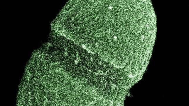 Más de 10.000 especies de microbios viven en cada persona