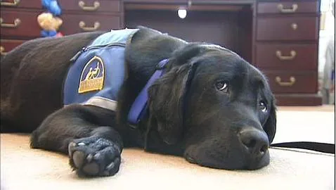 Bronskey, el perro-policía que «testifica» en juicios