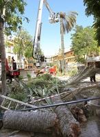 Cae en San Juan de la Palma una palmera de quince metros pendiente de talar