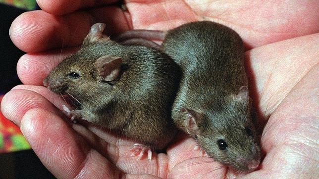 Contaminantes afectan al crecimiento de los testículos