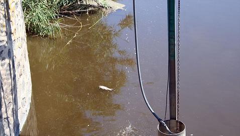 El Ayuntamiento intenta demostrar su inocencia con un vídeo de un pez muerto