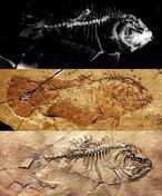 El misterio de los peces de cabeza plana