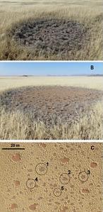 El misterio de los «círculos» de Namibia