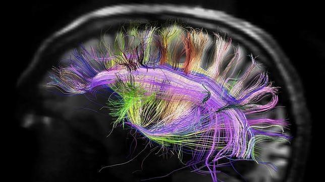 Cómo guarda y rescata pensamientos el cerebro humano