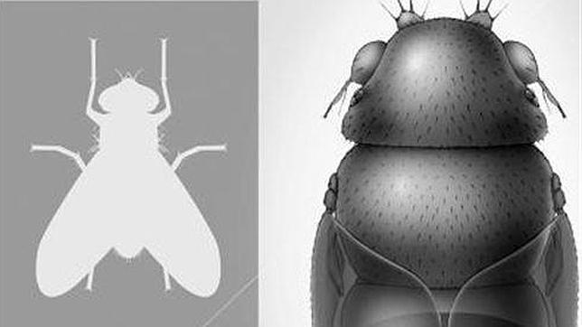 Descubren en Tailandia la mosca más pequeña del mundo