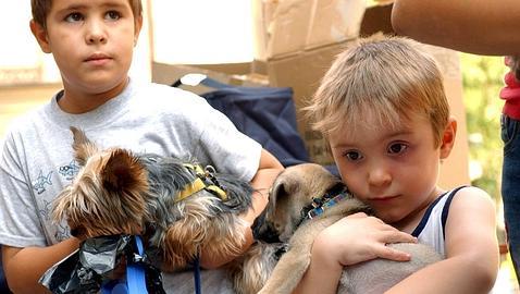 Claves para viajar con mascotas