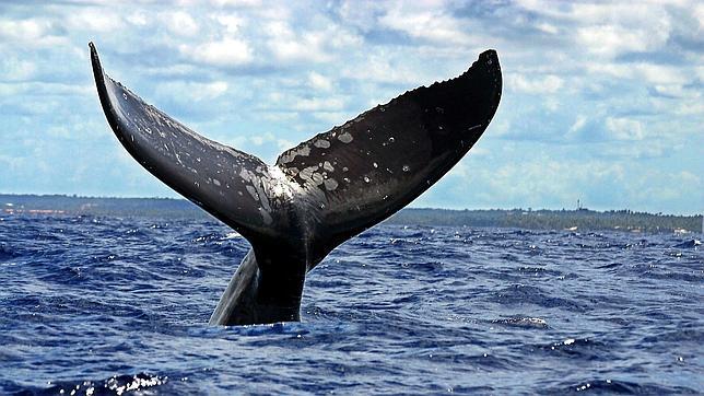 Groenlandia no aumentará su cuota de caza de ballenas