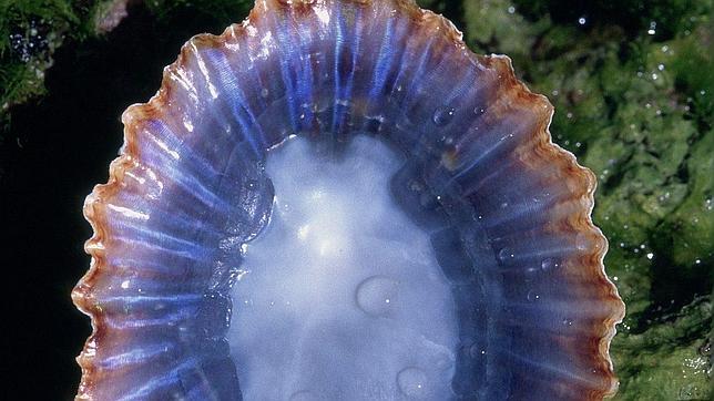 Nacen por primera vez en cautividad crías de una lapa mediterránea