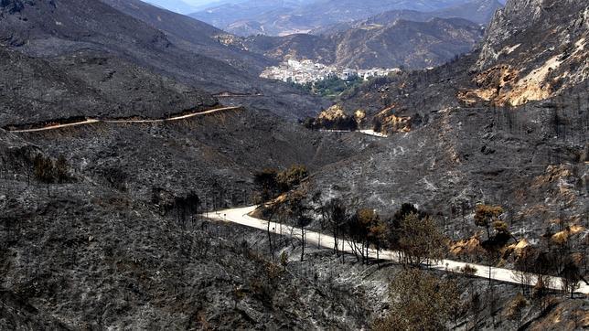 Los cipreses pueden comportarse como escudos naturales contra el fuego