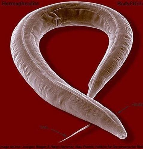 Vivir en el espacio podría ralentizar el envejecimiento